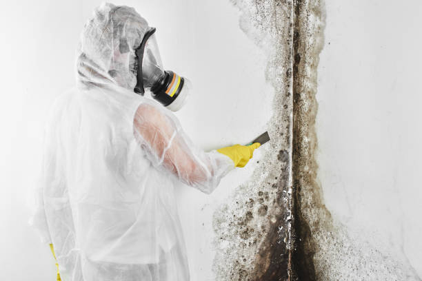 Best Black Mold Removal  in Spring Valley, NY