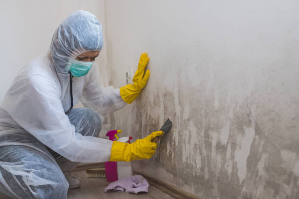 Best Mold Testing  in Spring Valley, NY