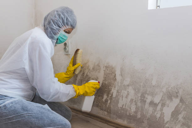 Best Commercial Mold Removal  in Spring Valley, NY