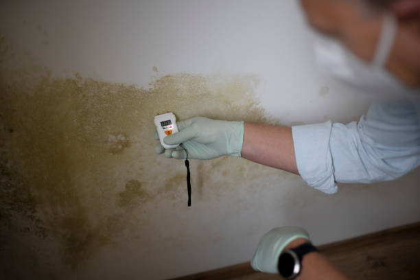 Best Emergency Mold Removal  in Spring Valley, NY