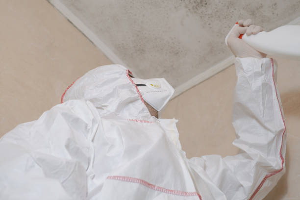 Best Affordable Mold Removal  in Spring Valley, NY