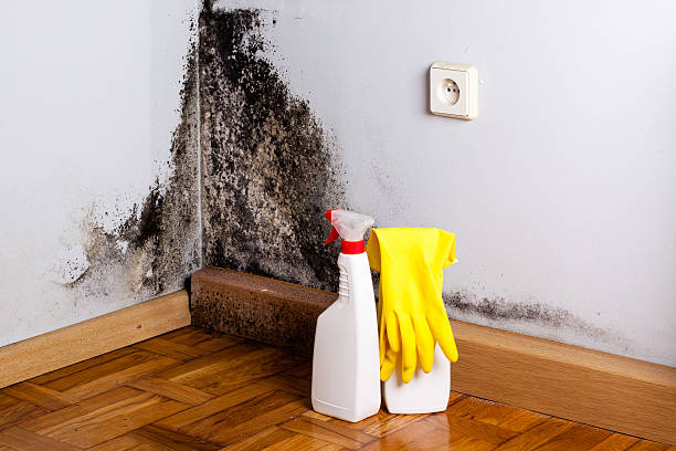 Best Water Damage Restoration  in Spring Valley, NY