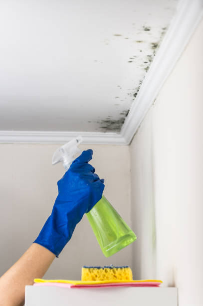 Best Best Mold Removal Companies  in Spring Valley, NY