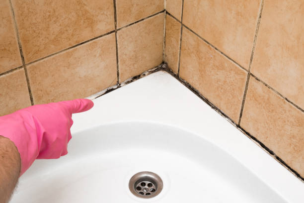 Best Professional Mold Removal  in Spring Valley, NY