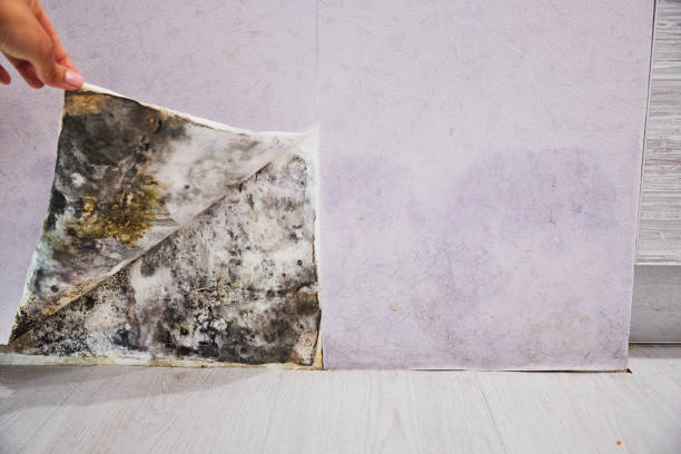 Best Certified Mold Removal  in Spring Valley, NY